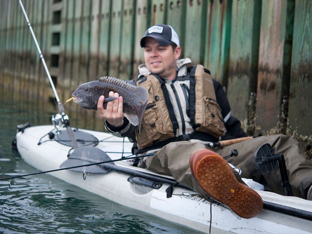 Spring Tautog