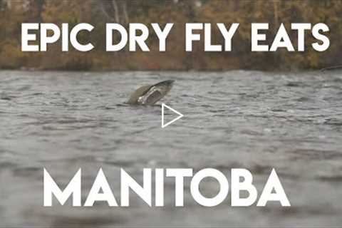 Epic SloMo Eats - Dry Fly Arctic Grayling