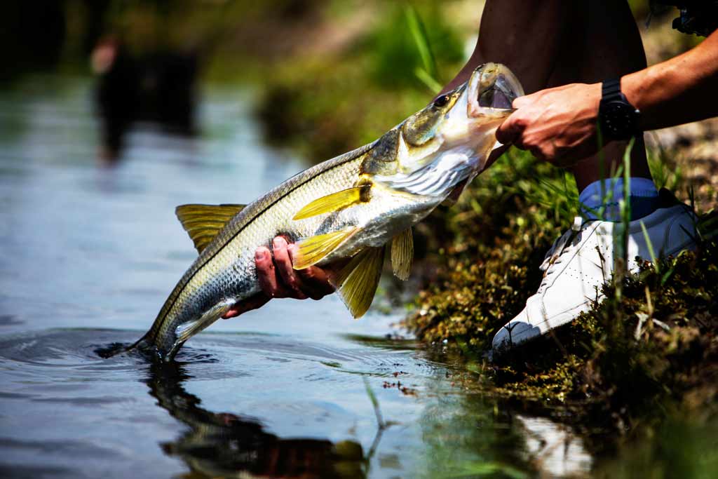 8 Top Spots for Florida’s Fall Snook Opener