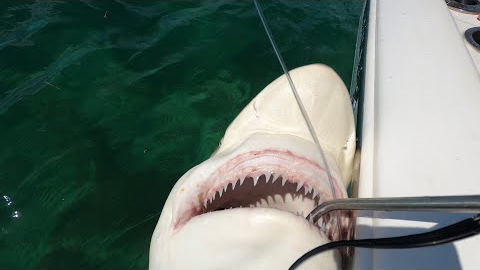 BLACKTIP SHARK Catch, Clean and Cook Marathon Key!