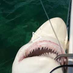 BLACKTIP SHARK Catch, Clean and Cook Marathon Key!