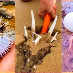Catching Seafood 🦐🦀 Deep Sea Octopus (Catch Crab, Catch Fish ) - Tik Tok #43