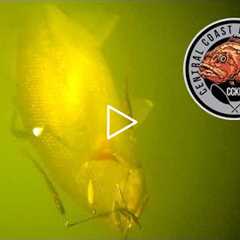 UNBELIEVABLE Underwater Fish Strikes - GoFish Camera Compilation
