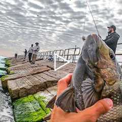 the jetties were on fire EVERYBODY was catching fish! catch and cook