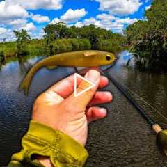 Catching a Strange River Monster While Chasing After Big Fish