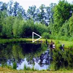 HOW TO BUILD ALL NATURAL POND WITHOUT LINER |LOW COST+MAINTENANCE |BIG BACK YARD WATER LAKE HABITAT