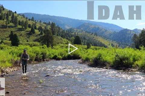 Mid Summer Madness | Cutthroat Trout in Bear Country | Fly Fishing Idaho