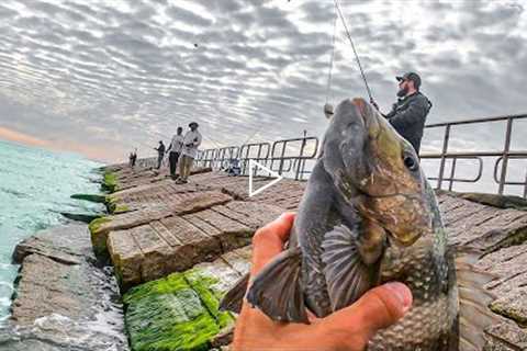 the jetties were on fire EVERYBODY was catching fish! catch and cook