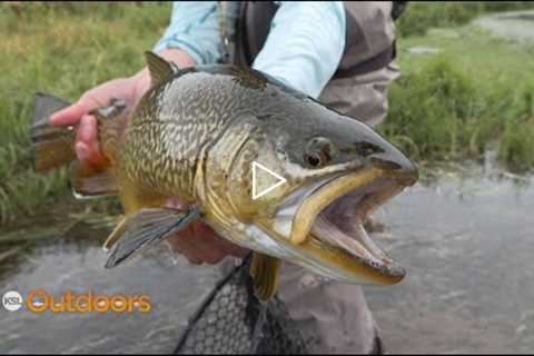 Fly Fishing for Big Tiger Trout with Mouse Patterns at Night
