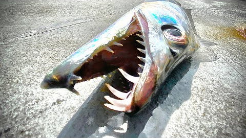 Mysterious CHROME Fish with MASSIVE TEETH!!! {Catch Clean Cook} Tropical Ribbon fish Roll Ups
