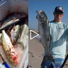 WHY This is Called a TRASH Fish... Catch Clean Cook - Bluefish