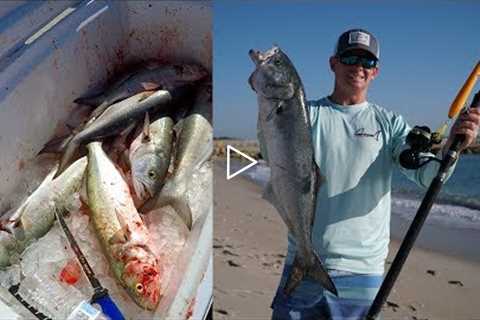 WHY This is Called a TRASH Fish... Catch Clean Cook - Bluefish