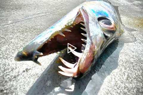 Mysterious CHROME Fish with MASSIVE TEETH!!! {Catch Clean Cook} Tropical Ribbon fish Roll Ups