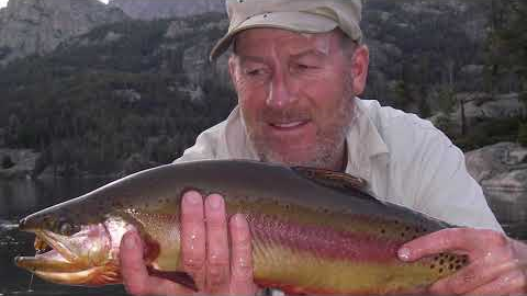 Wyoming Golden Trout
