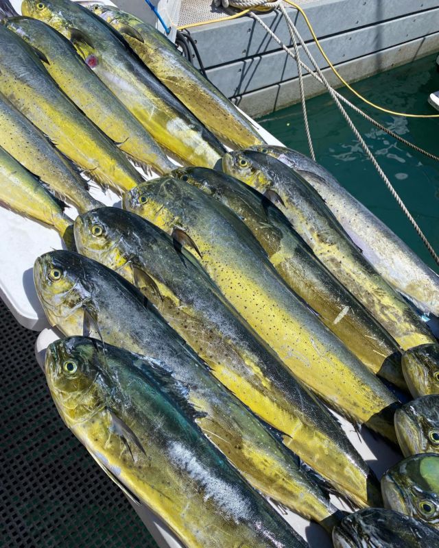Sport Fishing Charters In Hawaii: What to Look For