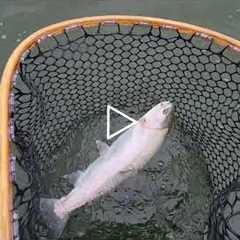 Fly Fishing on Crowley Lake in the Eastern Sierra