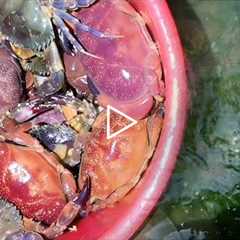 Fisherman catches fish and crab on the beach. Coastal foraging. Catching seafood.