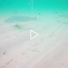 THIS is WHY you GOT SKUNKED SURF FISHING! *UNDERWATER FISHING CAMERA*