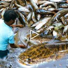 Catch Fish And Cooking Fish Tasty Recipe | Traditional styles Cook.