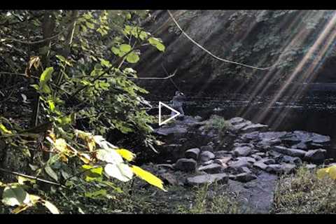 Fly Fishing on the River Ayr with Davie McPhail