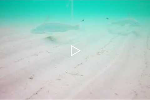 THIS is WHY you GOT SKUNKED SURF FISHING! *UNDERWATER FISHING CAMERA*