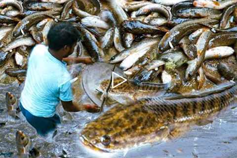 Catch Fish And Cooking Fish Tasty Recipe | Traditional styles Cook.