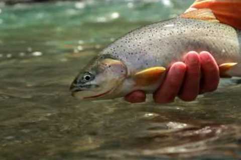 How to fly fish Gravel Shelves