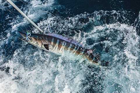 Nine of the Greatest Wahoo Ever Caught