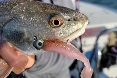 Changing Baits For Winter Inshore Fishing