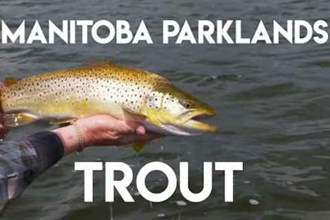 Manitoba Parklands Trout | Phil Rowley