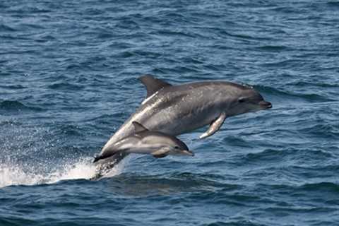Have Fun in Your Dolphin Charter With These Fun Dolphin Facts