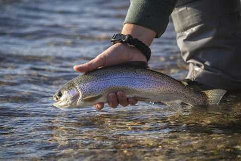 “Surfcasting” for Trout