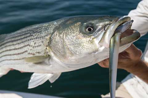 8 Scents to Attract Striped Bass