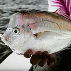 LOOK Down and EAT ___ | AJ's  Bonitas & more | Fly Fishing Destin, Florida w/ Lady Luck..