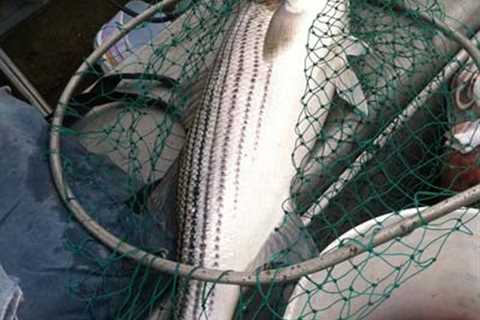 Chunking Clam Bellies For Back-Bay Stripers