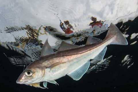 Light-Tackle Haddock Fishing