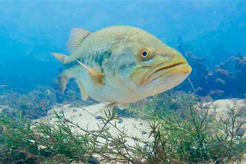 Underwater Footage Of Bass Attacking Lures! ( Crystal Clear Water! )