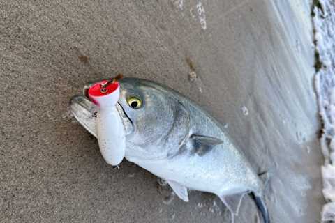 Essential Plugs for Topwater Bluefish