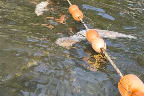 Dead Stripers Found Netted and Rotting in Boothbay Harbor, ME