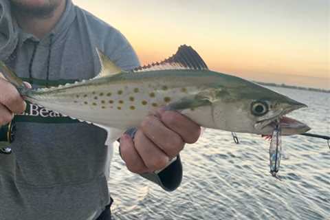 Get to Know Spanish Mackerel