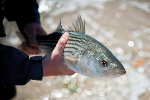 Summer Stripers in Shallow Water