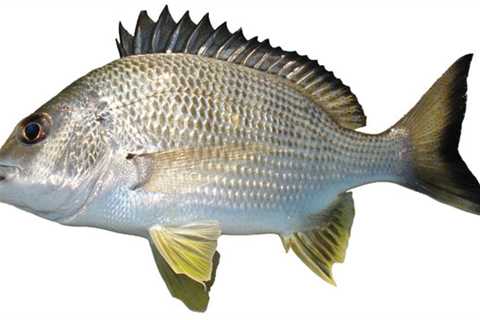 How to Catch Bream on Lures