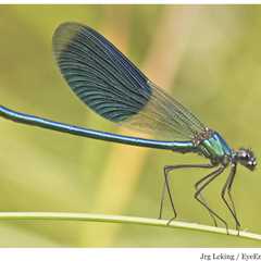 What’s that buzz?  It’s the Damselfly!