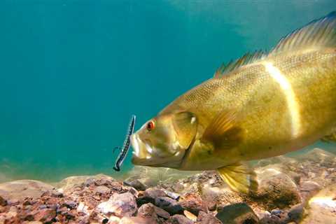 ** UNDERWATER Bass Fishing ** Spring Fishing Tips and Spawning Bass!