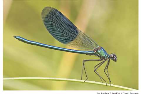 What’s that buzz?  It’s the Damselfly!