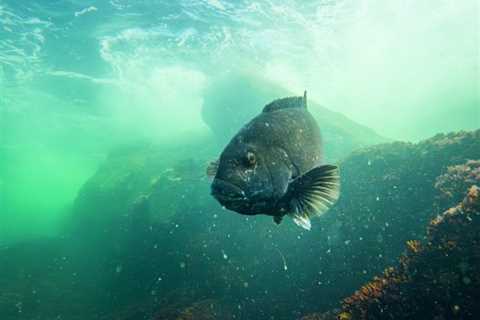 Surf Fishing for Tautog