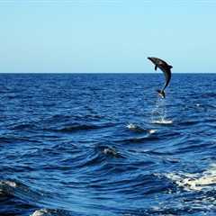 Dolphin Watch Cruise in Myrtle Beach