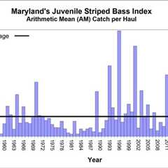 Chesapeake Striped Bass Reproduction Lowest in 10 Years
