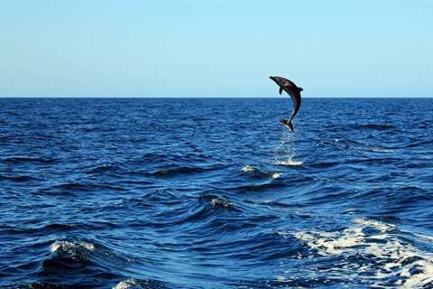 Dolphin Watch Cruise in Myrtle Beach