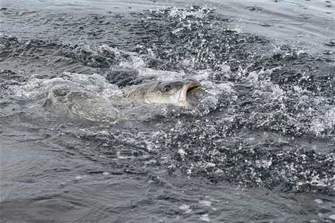 Big Minnow Plugs for Striped Bass